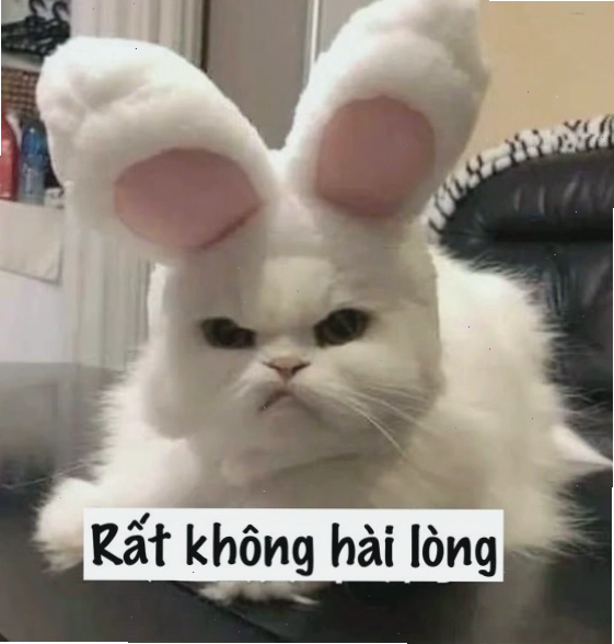 Mèo đang làm nũng với chủ nhân