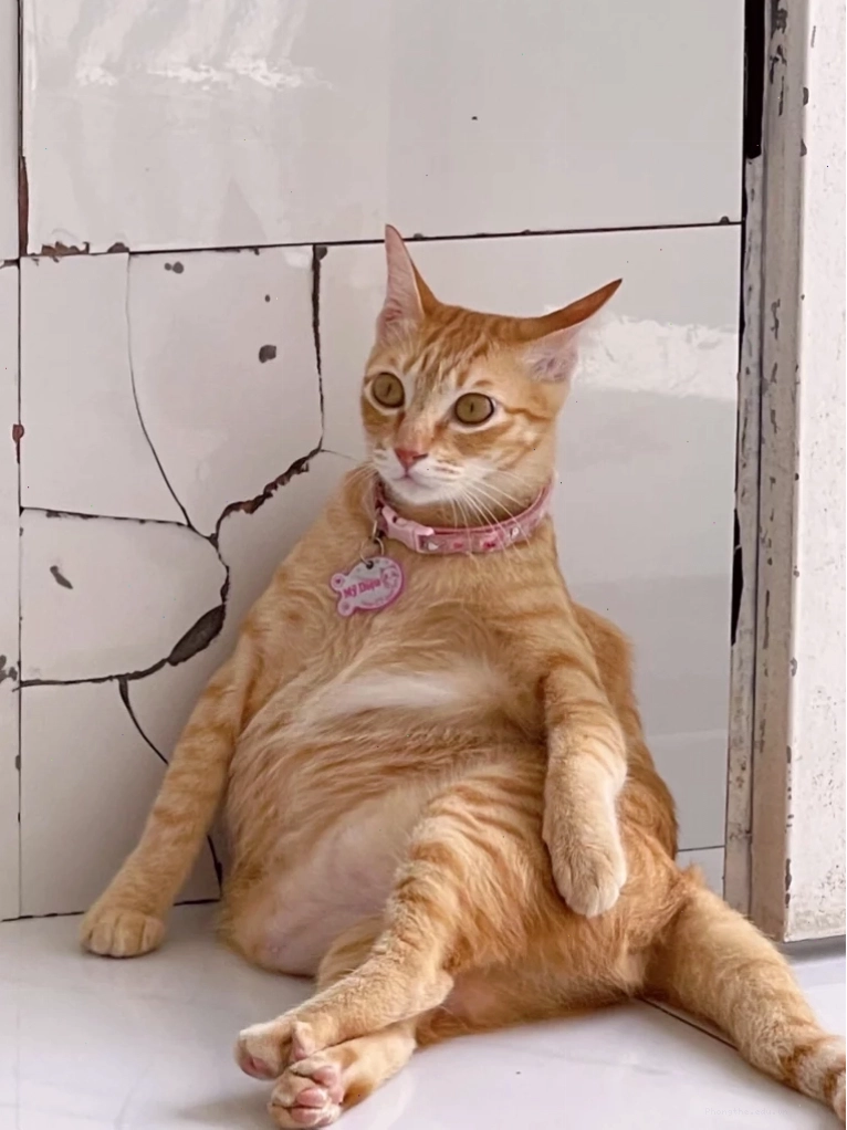 Mèo đang ngủ với biểu cảm mơ màng
