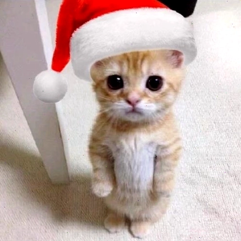Mèo Giáng sinh đội mũ ông già Noel đứng thẳng với biểu cảm ngơ ngác