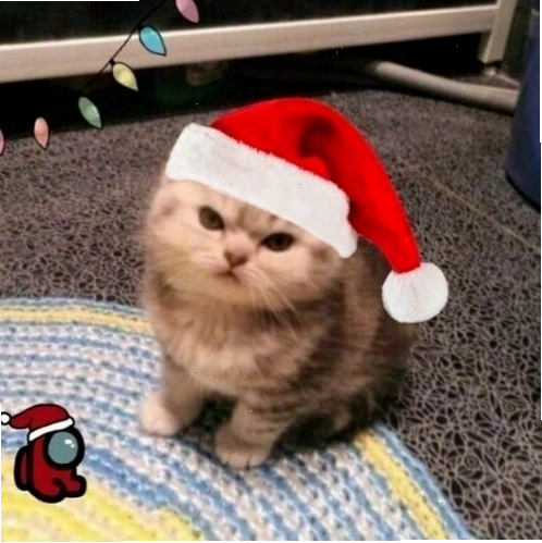 Mèo Giáng sinh với mũ ông già Noel đang nhăn mặt dễ thương