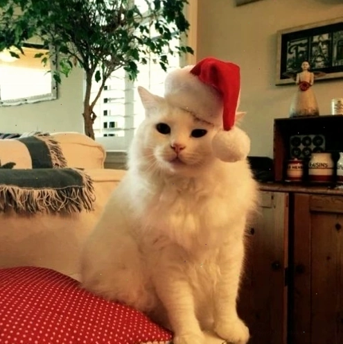 Mèo Giáng sinh với mũ ông già Noel đang nhìn chăm chú
