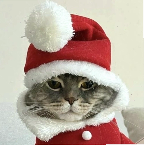 Mèo Giáng sinh với mũ ông già Noel mang vẻ mặt lạnh lùng