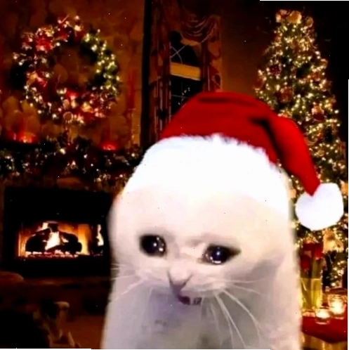 Mèo Giáng sinh với mũ ông già Noel trông rất nghiêm túc