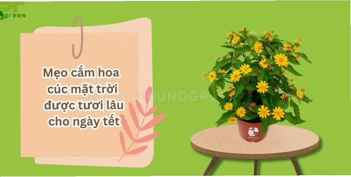 Mẹo giữ cho cành hoa cúc mặt trời tươi lâu trong bình