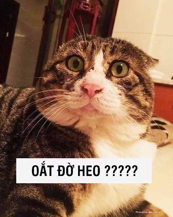 Mèo làm nũng chủ nhân