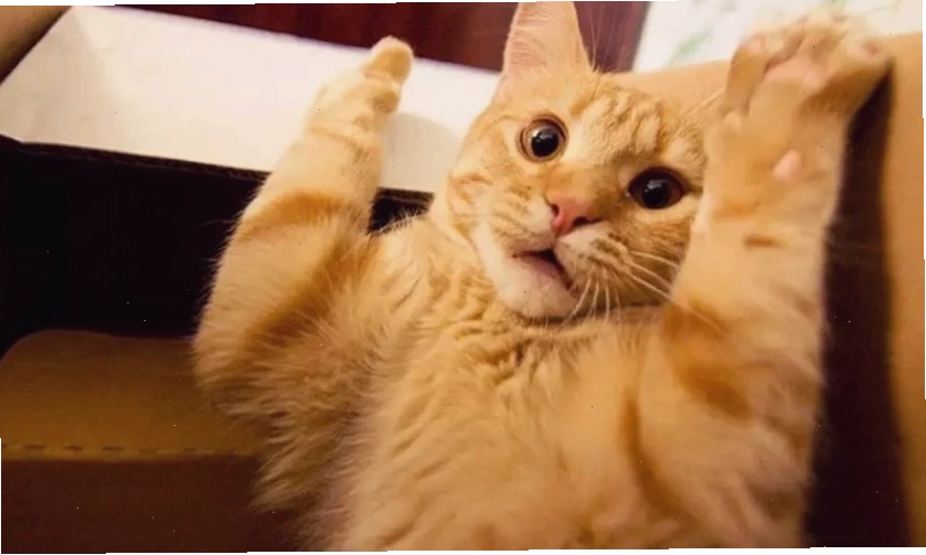 Mèo meme biểu cảm vô tri đáng yêu