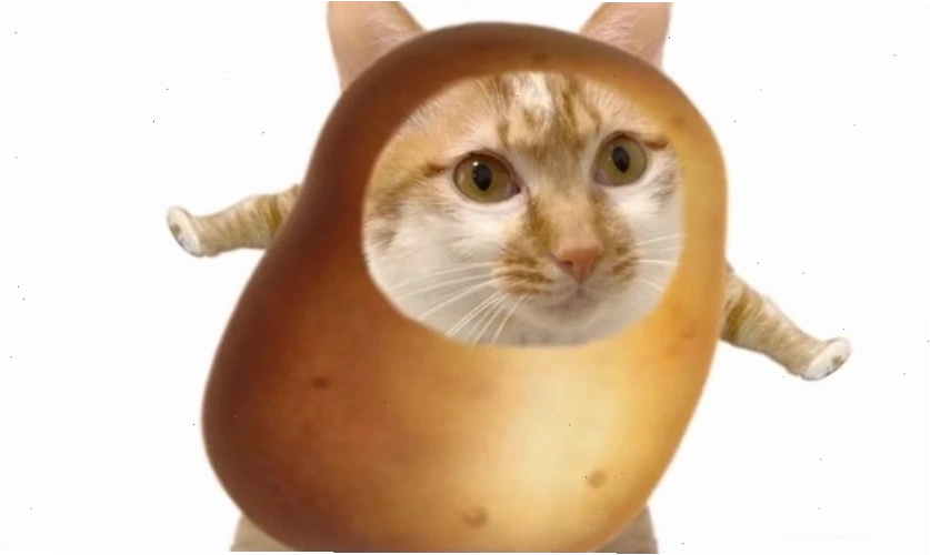 Mèo meme với biểu cảm hài hước