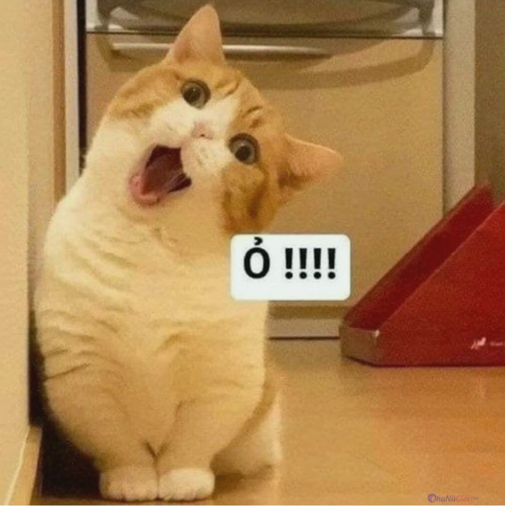 Mèo với biểu cảm "yêu không lối thoát"