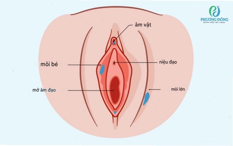 Minh hoạ chi tiết về cấu tạo của cô bé