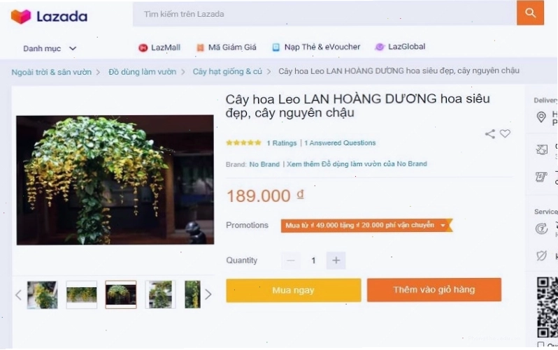 Mua lan Hoàng Dương tại các sàn thương mại điện tử uy tín