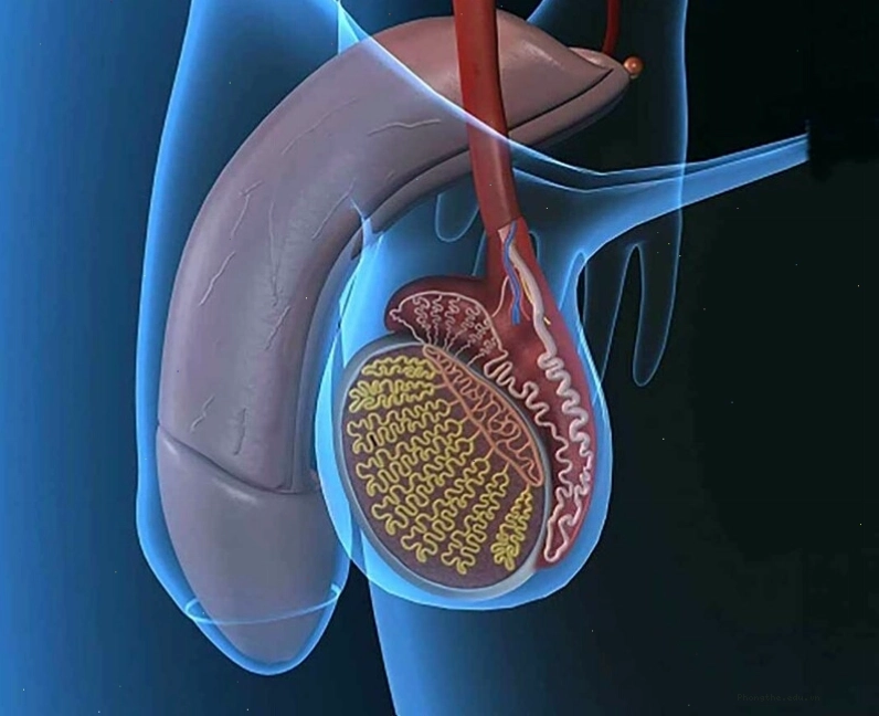Nam giới vẫn có thể sinh con sau phẫu thuật cắt bỏ 1 bên tinh hoàn