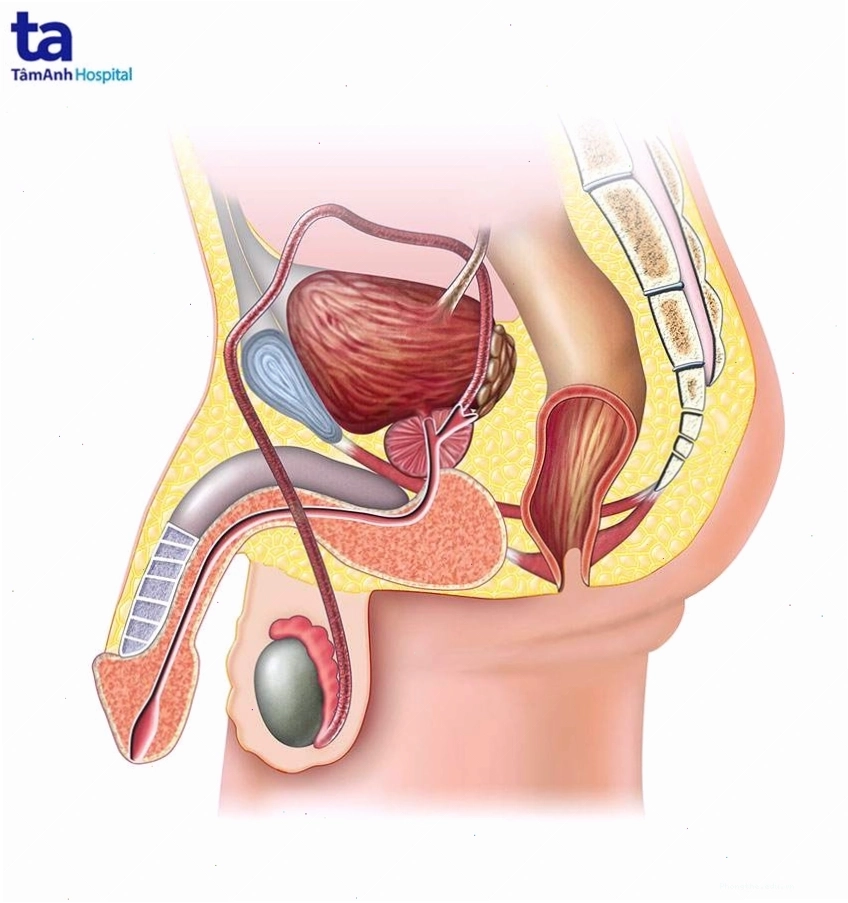 Nguyên nhân gây xuất tinh ngược dòng