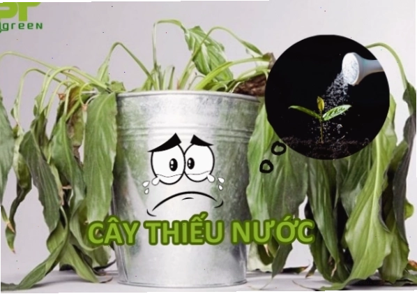 Nhận biết cây thiếu nước và cách khắc phục hiệu quả