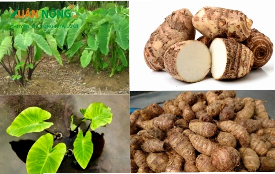 Nhân giống khoai môn bằng củ và mầm non