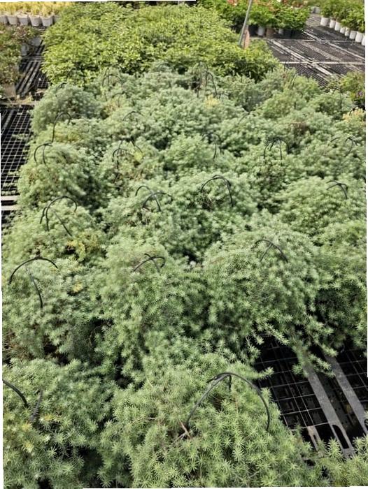 Nhiều chậu cây Phượng Hoàng Lửa nhỏ sắp được trồng