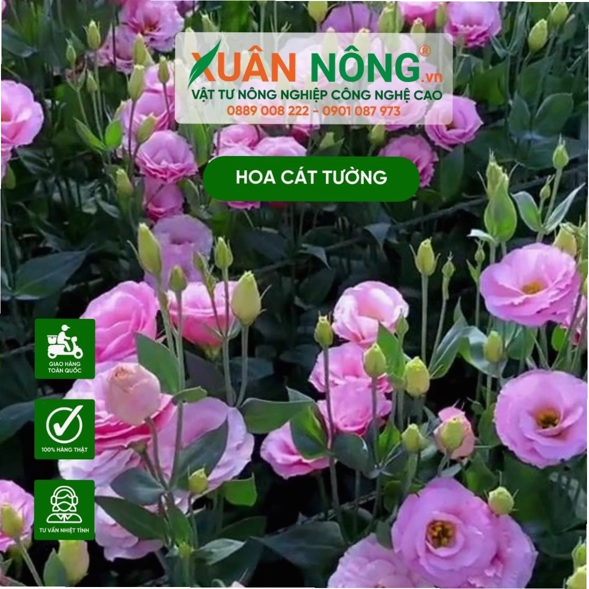 Những bông hoa cát tường khoe sắc rực rỡ