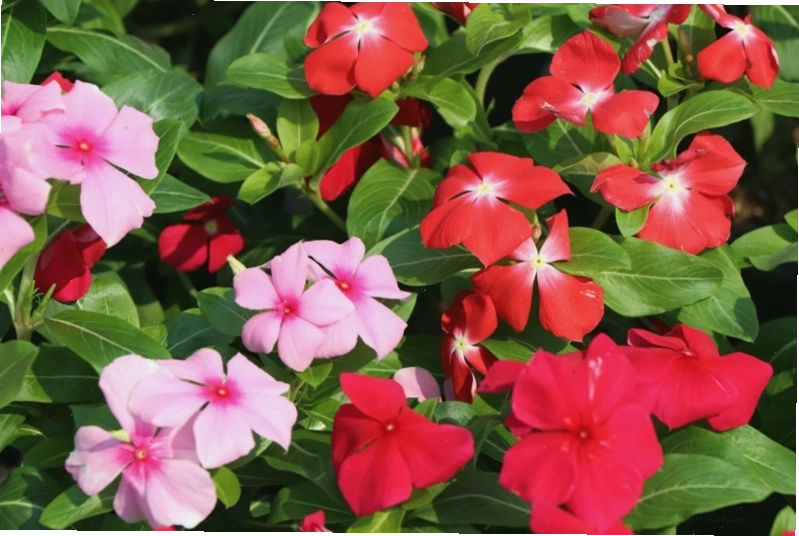 Những bông hoa dừa cạn màu hồng xinh xắn