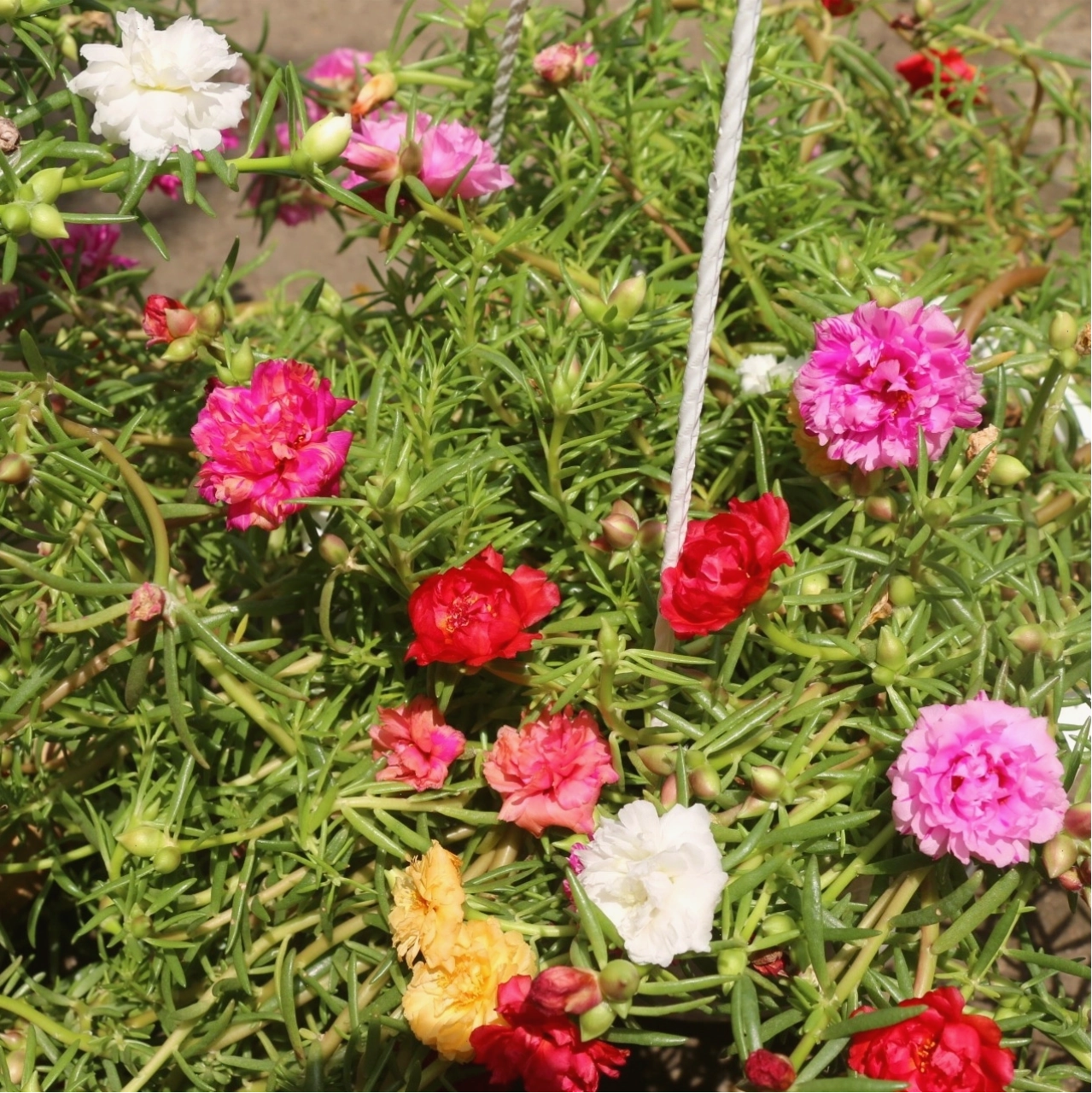 Những bông hoa mười giờ Thái nở rực rỡ dưới ánh nắng mặt trời