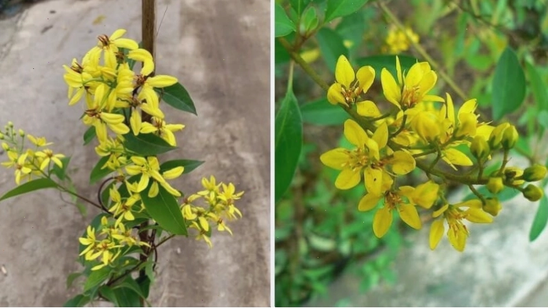 Những chùm hoa mai hoàng yến vàng rực rỡ trong nắng sớm