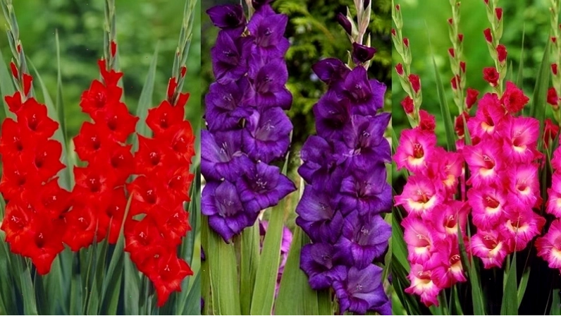 Nơi mua hoa lay ơn và giá cả tham khảo