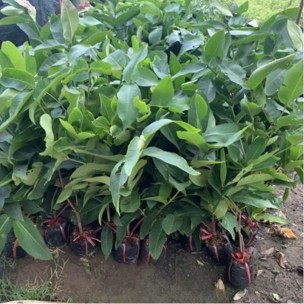 Nước ép mận Tam Hoa giải khát ngày hè