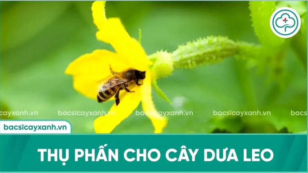 Ong là loài côn trùng thụ phấn chính cho cây dưa leo
