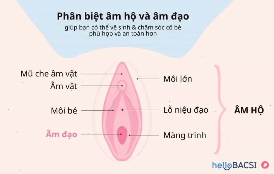 Phân biệt âm hộ và âm đạo, đặc điểm khí hư bình thường