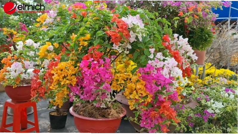 Phân loại bông giấy theo màu sắc và ý nghĩa tượng trưng
