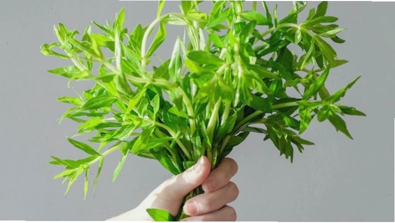 Phụ nữ mang thai 2 tháng và 3 tháng đều có thể ăn rau ngổ với lượng phù hợp