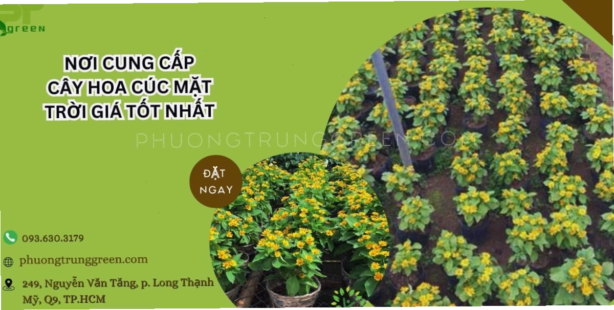 Phương Trung Green cung cấp cây hoa cúc mặt trời chất lượng