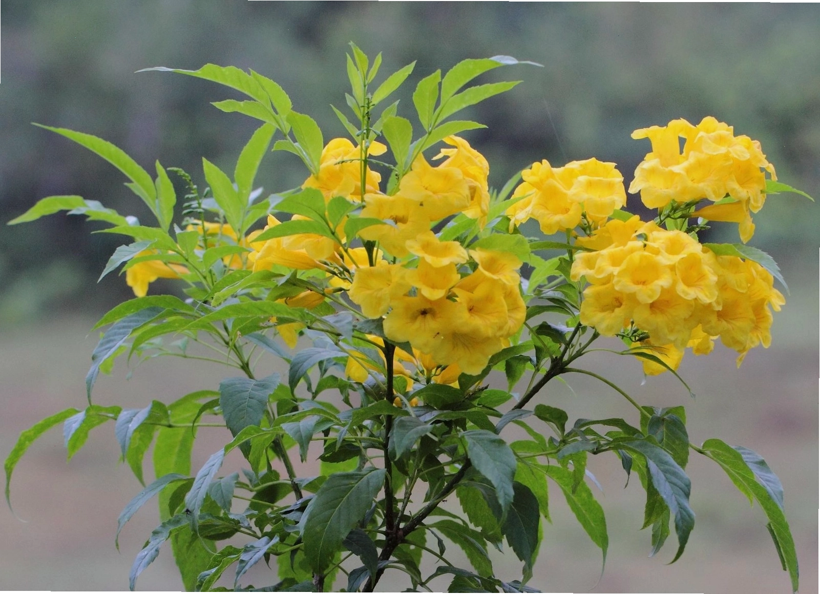Quả cây hoàng yến chuông vàng