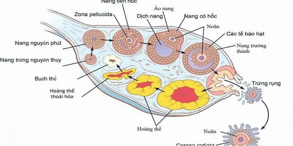 Quan hệ có thai cần phụ thuộc vào noãn bào của phụ nữ