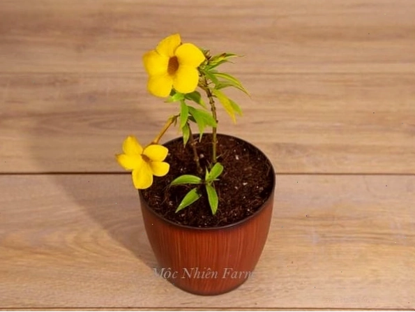 Quy trình nhân giống cây huỳnh anh