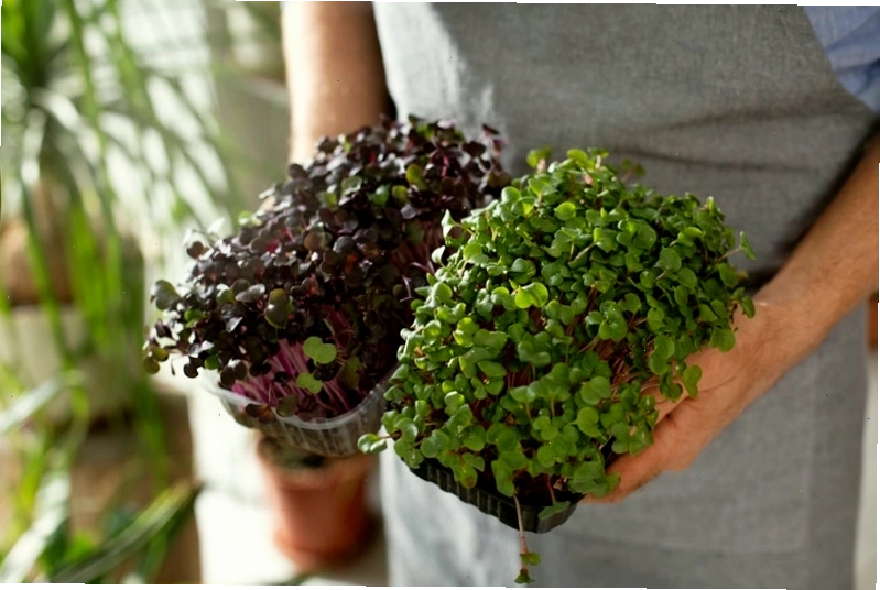 Rau mầm tiềm ẩn nguy cơ nhiễm khuẩn bà bầu nên cẩn trọng