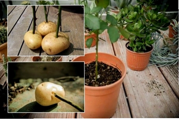 Sử dụng nha đam để giâm cành hoa hồng