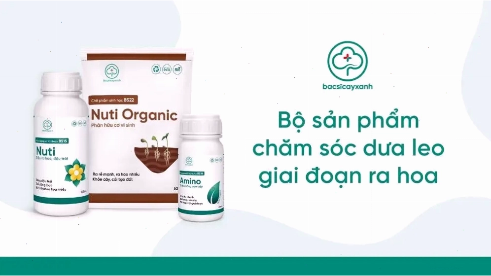 Sử dụng phân bón hữu cơ giúp kích thích cây dưa leo ra hoa và đậu trái