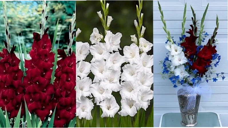 Sự kết hợp màu trắng và đỏ trong hoa lay ơn