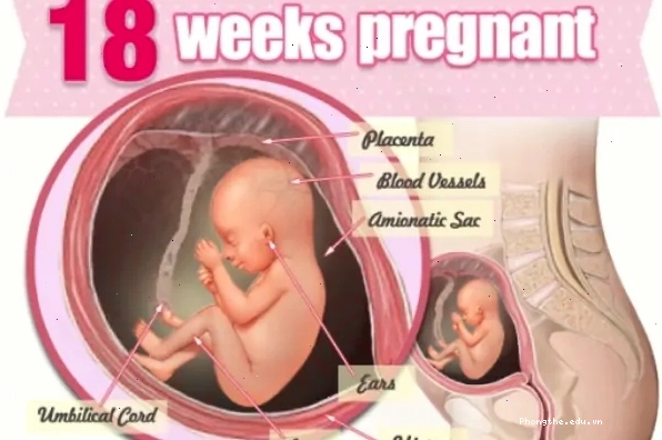 Sự phát triển của thai nhi tuần 18 với các giác quan và cử động rõ nét