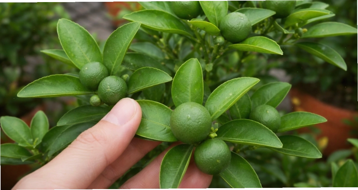 Tăng tỷ lệ đậu trái và hạn chế rụng hoa quất