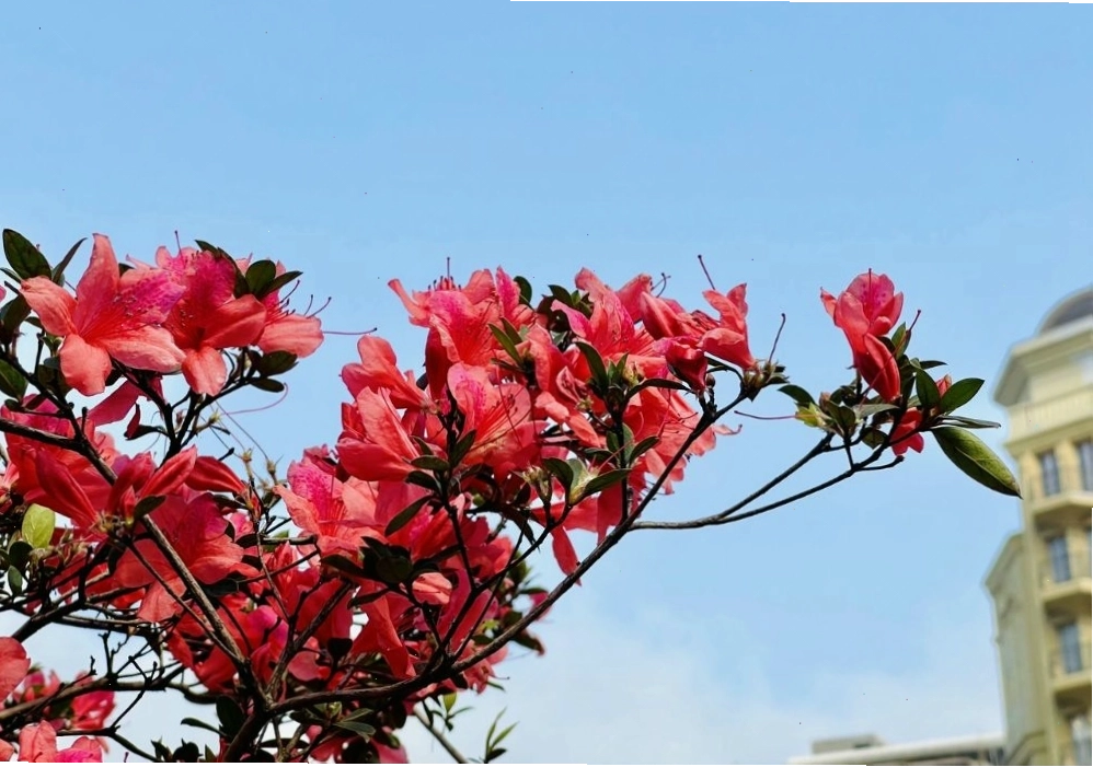Thời điểm từ tháng 2 đến tháng 4 là lúc hoa đỗ quyên nở rộ nhất trong năm