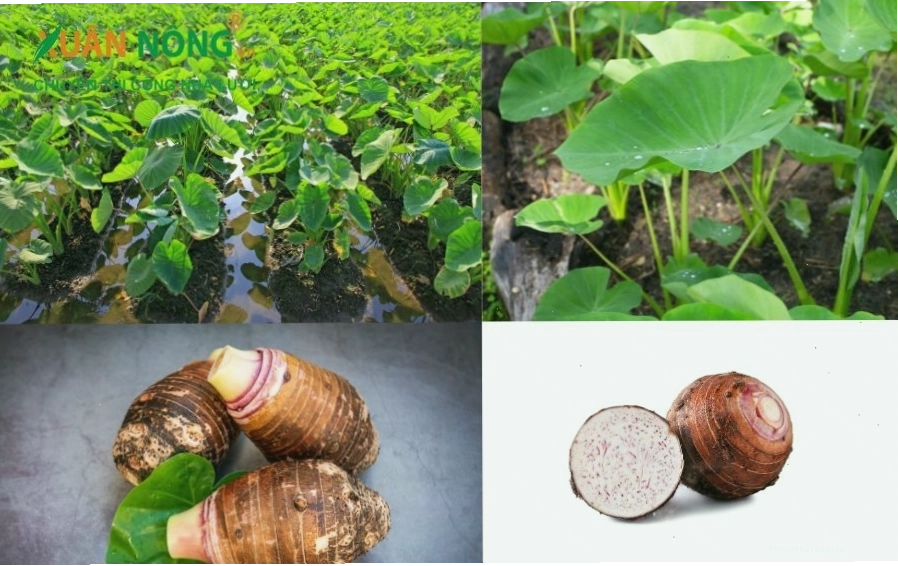 Thời vụ trồng khoai môn thích hợp với khí hậu nóng ẩm
