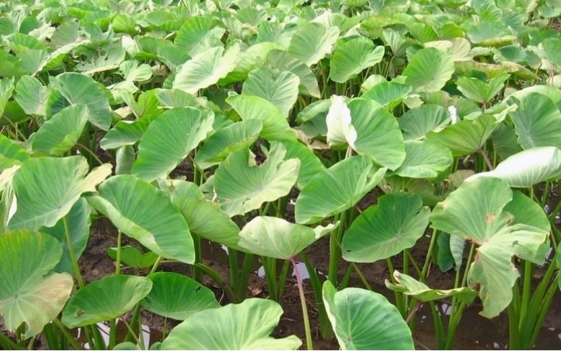 Thu hoạch khoai môn đảm bảo chất lượng củ