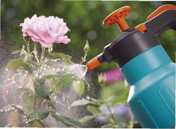 Thuốc kích rễ giúp giâm cành hoa hồng nhanh ra rễ