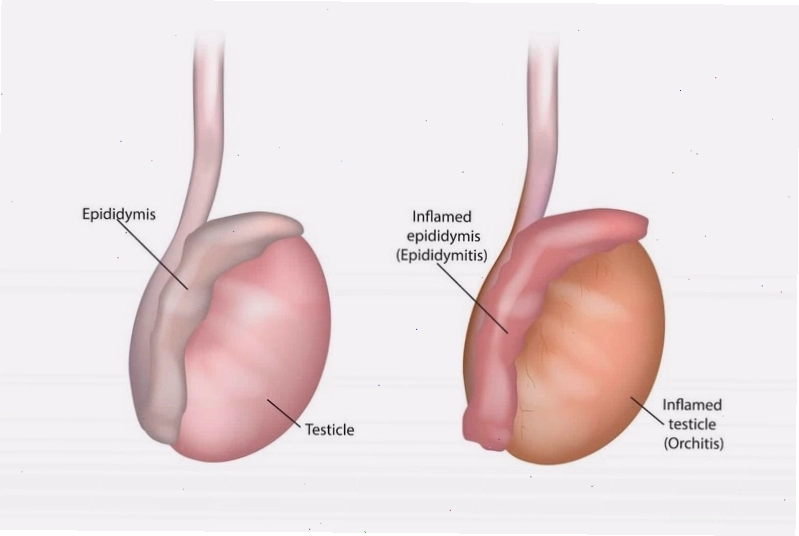 Tinh hoàn là nơi sản sinh tinh trùng và hormone testosterone quan trọng cho nam giới