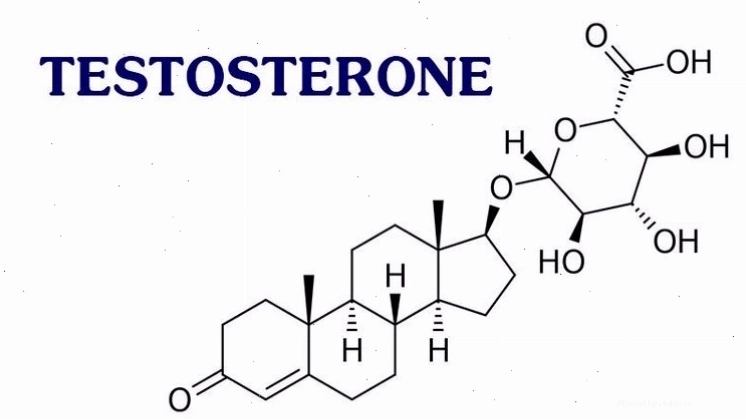 Tinh hoàn sản sinh testosterone duy trì chức năng sinh lý nam giới