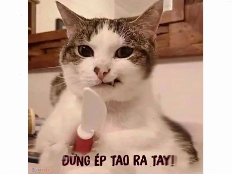 Tổng hợp ảnh meme mèo hài hước và đáng yêu