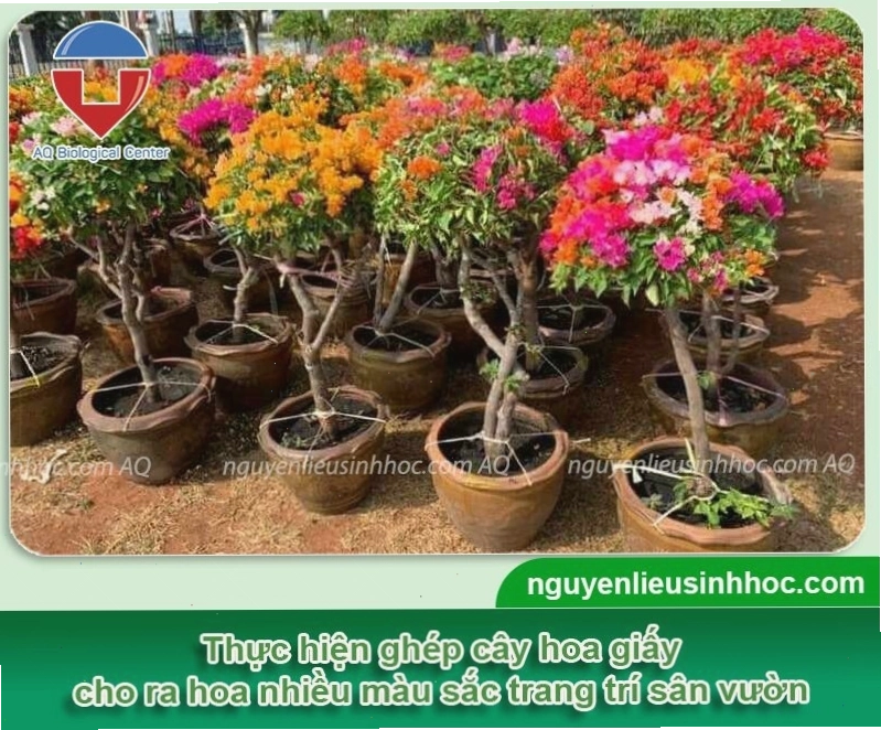 Tổng quan về kỹ thuật ghép hoa giấy