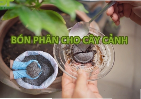 Top 5+ loại phân bón tốt nhất cho cây cảnh trong nhà