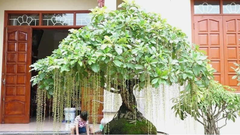 Trồng cây lộc vừng giống vào chậu, lấp đất và tưới nước cho cây phát triển tốt