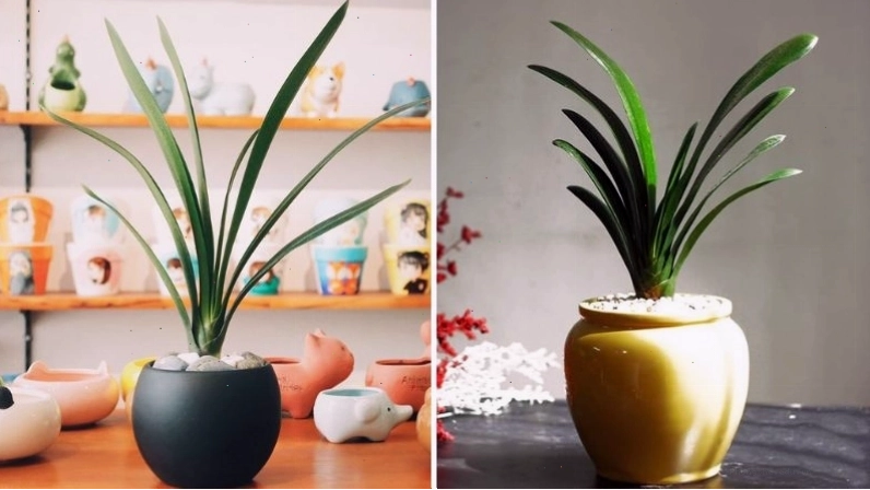 Trồng Lan Quân Tử từ cây con mua tại cửa hàng cây cảnh